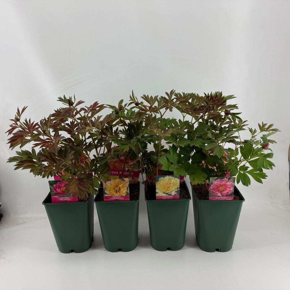 Paeonia itoh