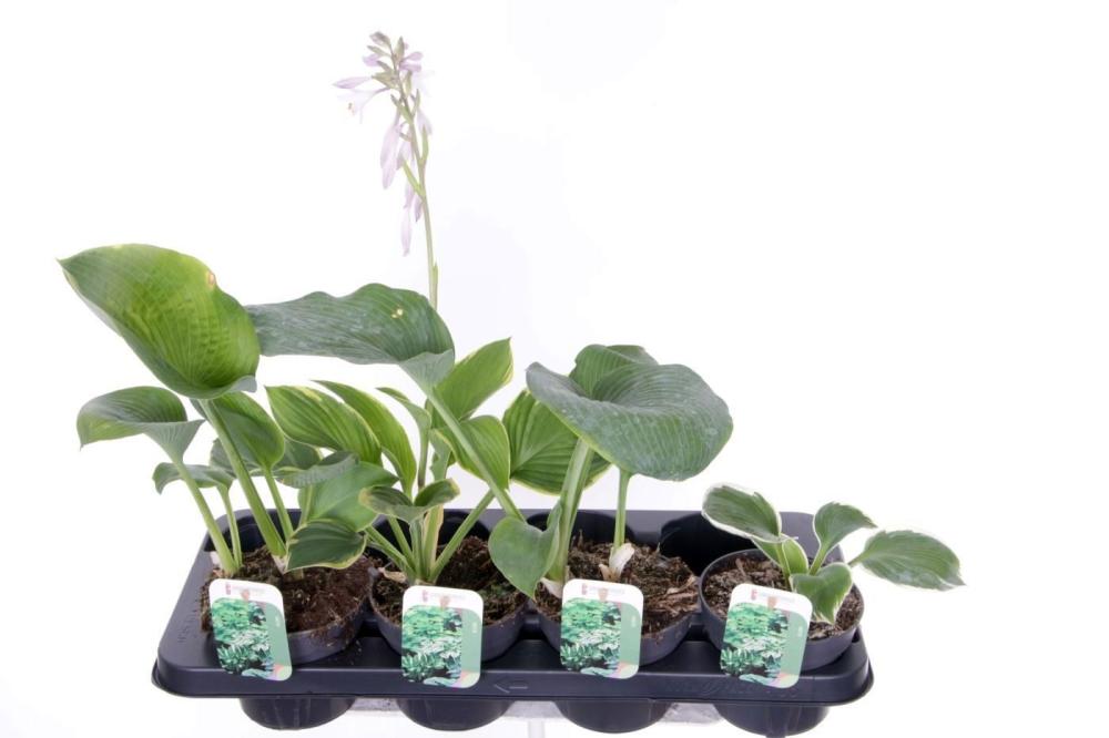 Hosta