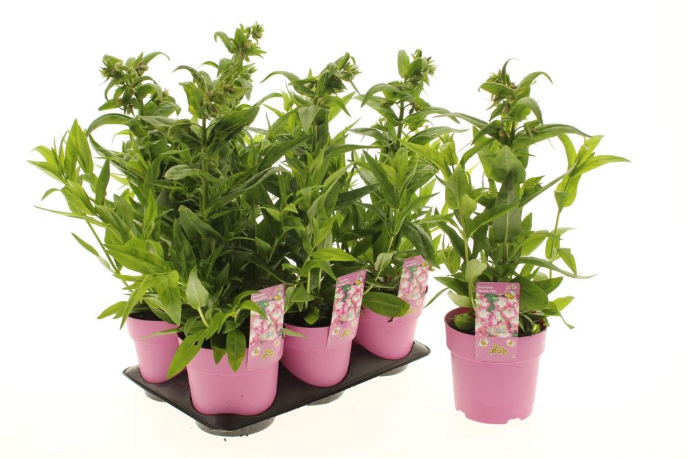 Penstemon