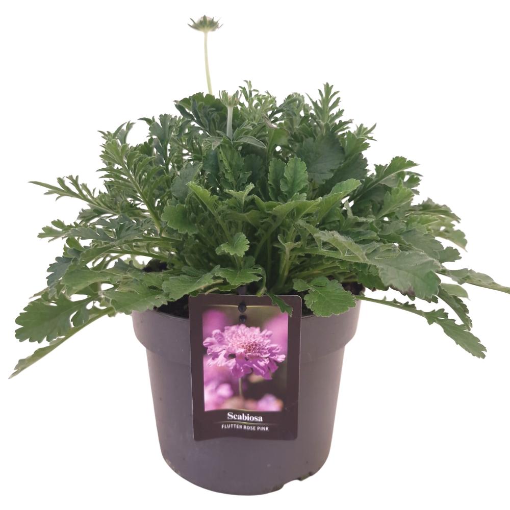 Scabiosa