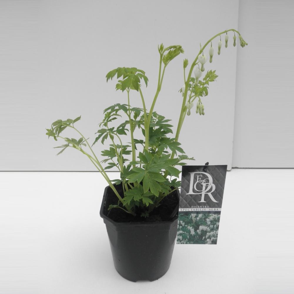 Dicentra