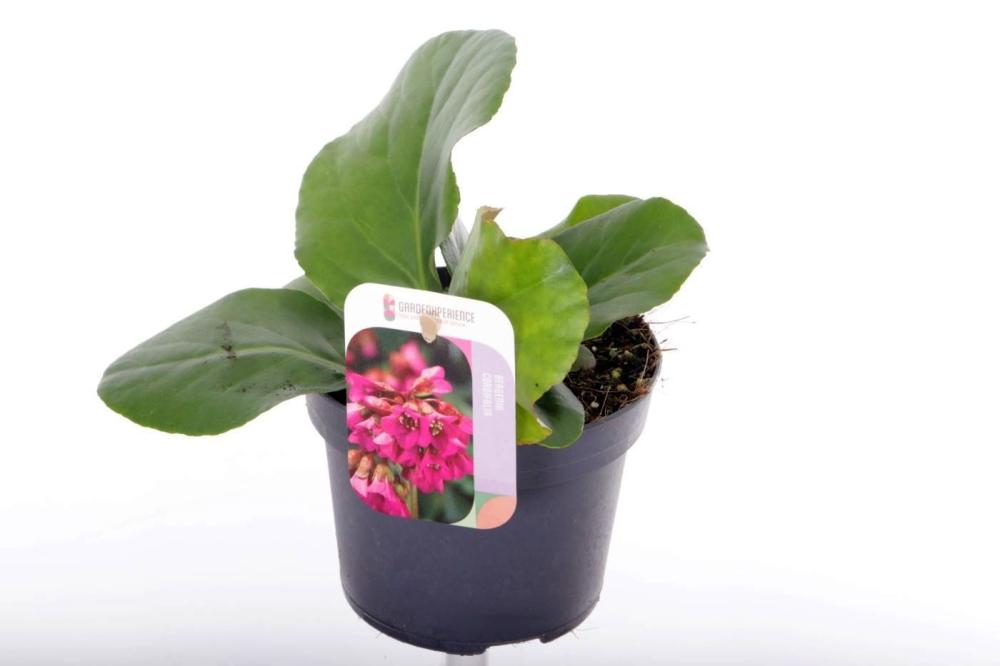 Bergenia