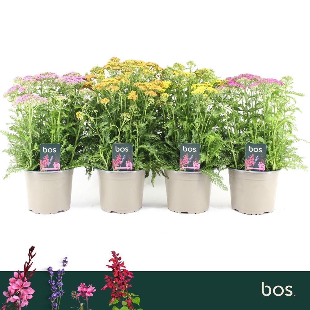 Achillea