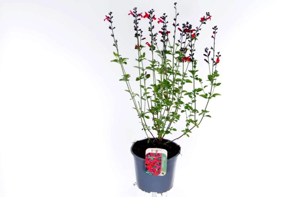 Salvia