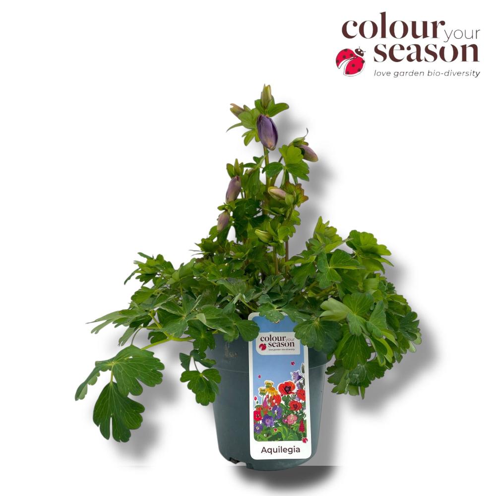 Aquilegia