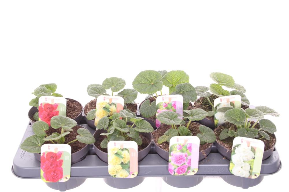 Alcea
