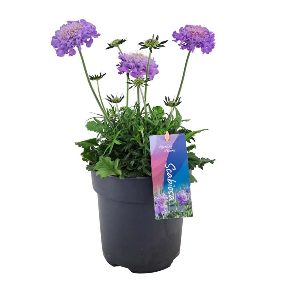 Scabiosa