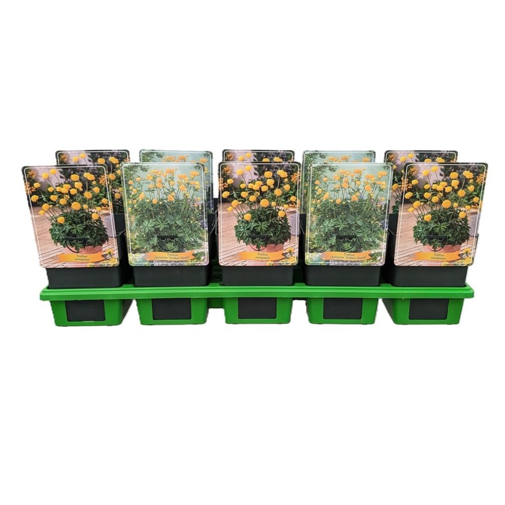 Trollius