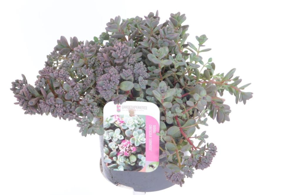 sedum