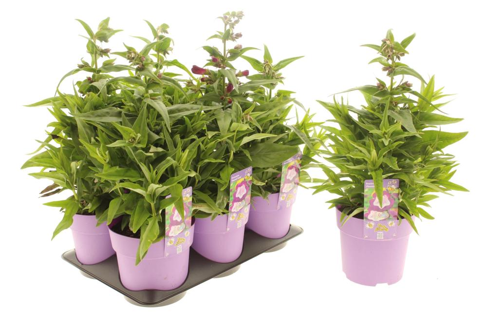 Penstemon