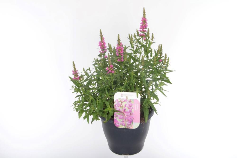 Lythrum