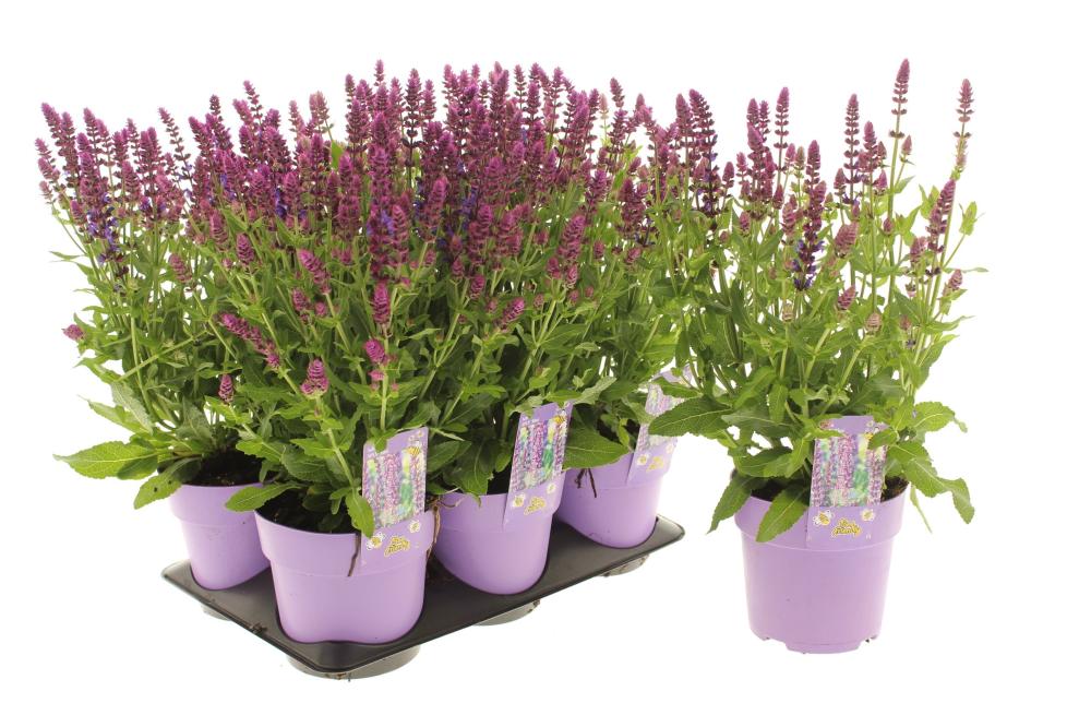 Salvia