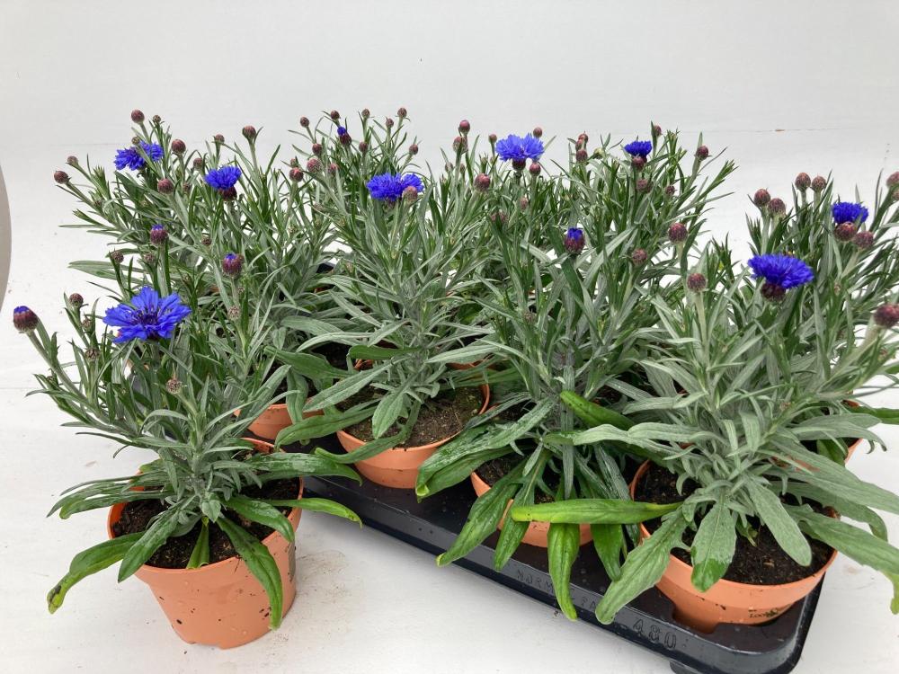 Centaurea