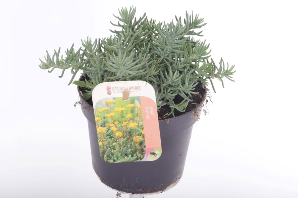 sedum