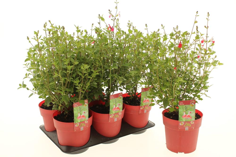 salvia