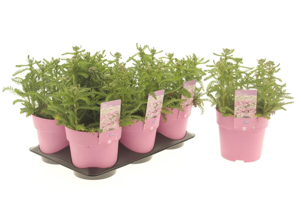 Achillea