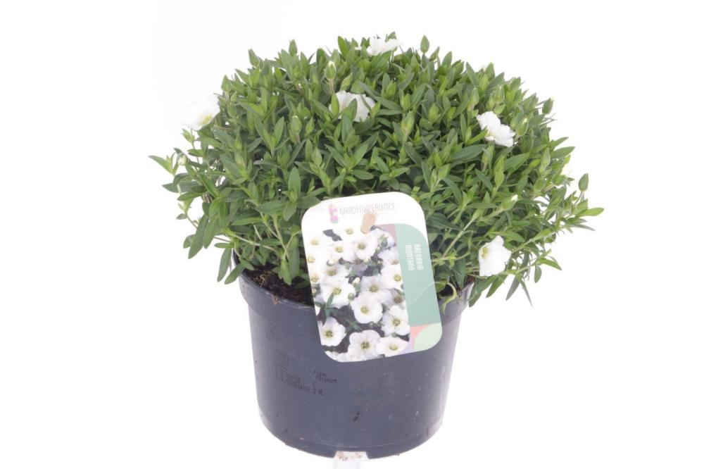 Arenaria