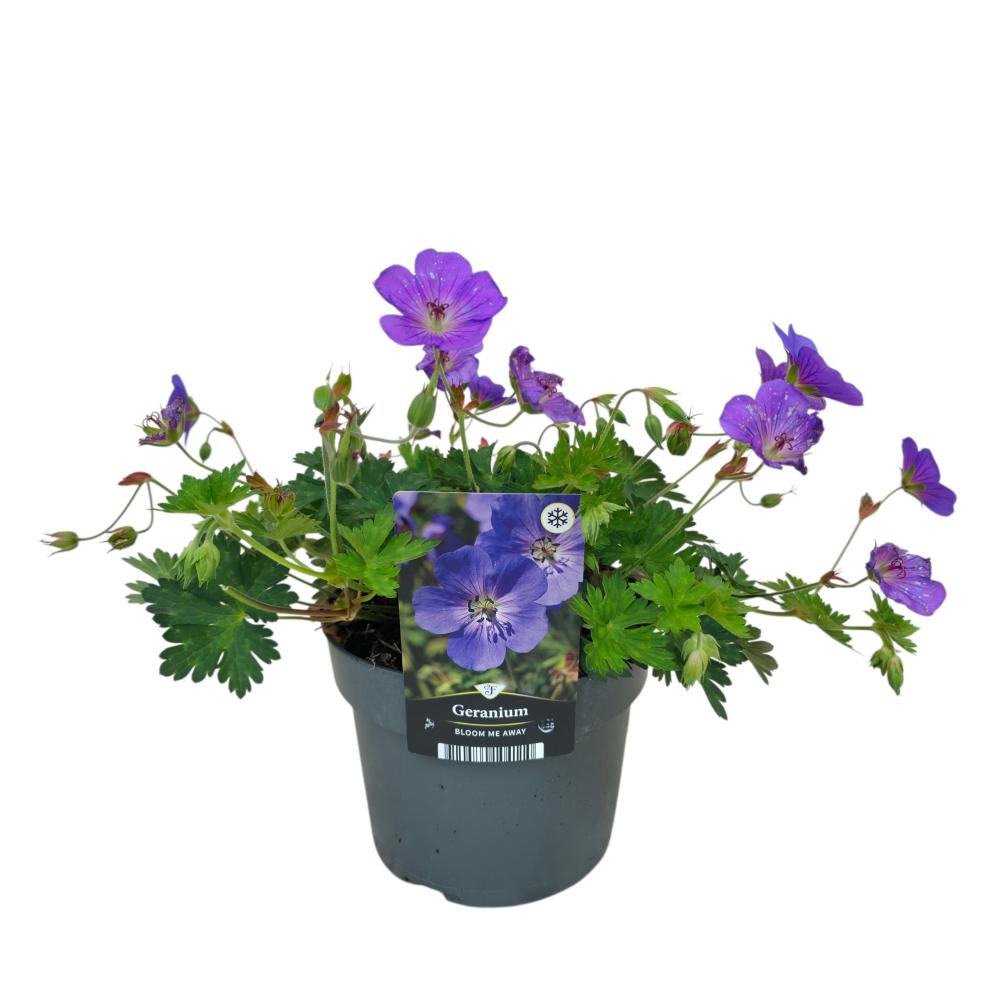 Geranium vivace