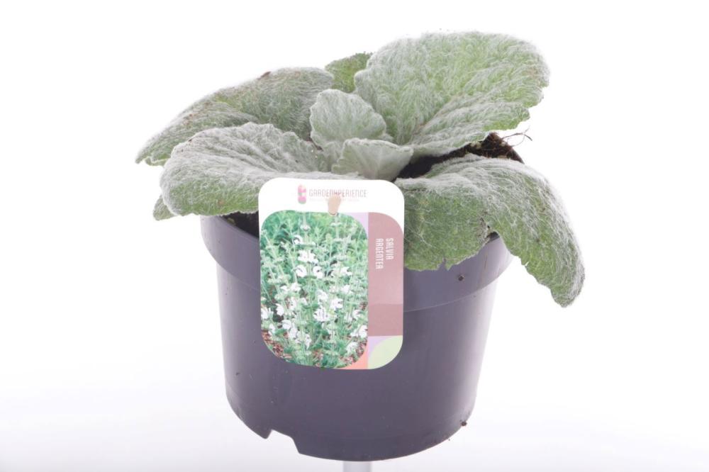 Salvia