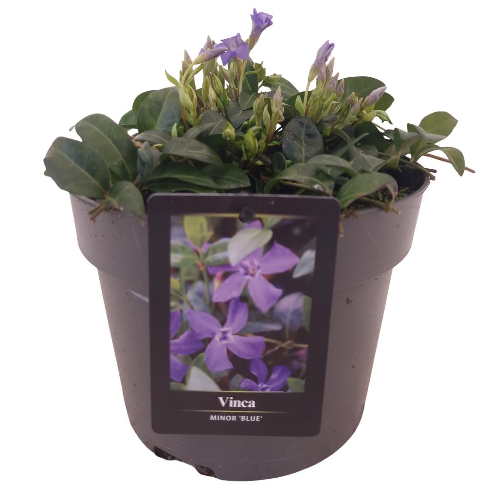 Vinca