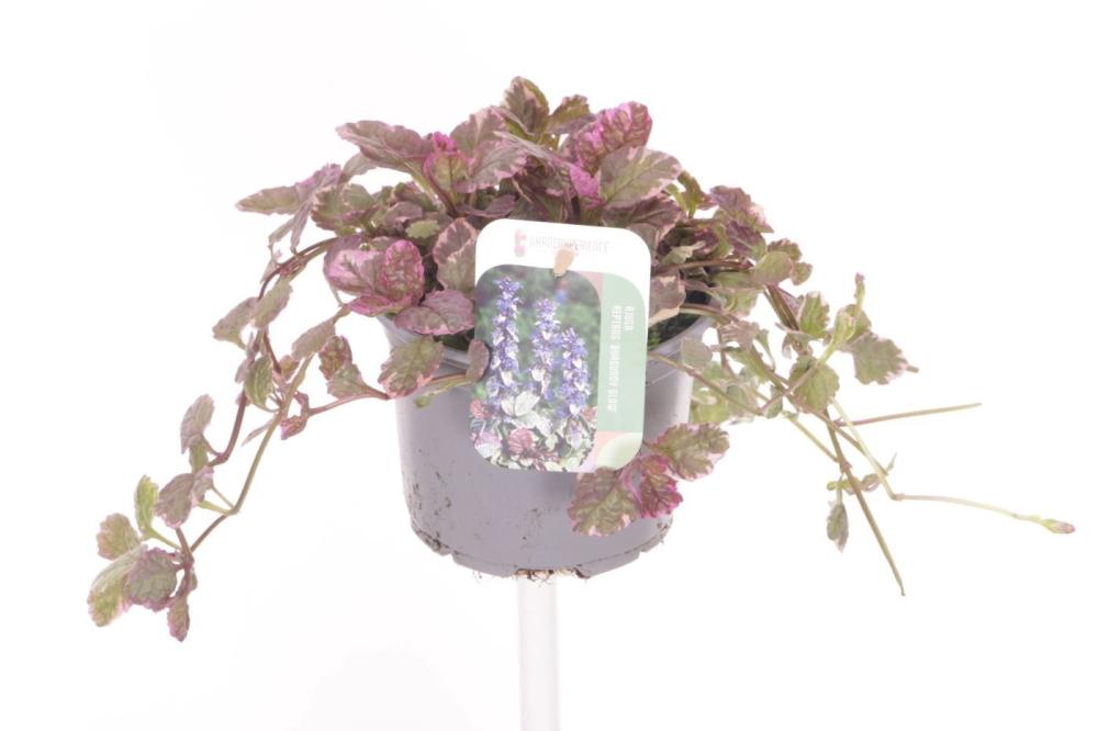 Ajuga
