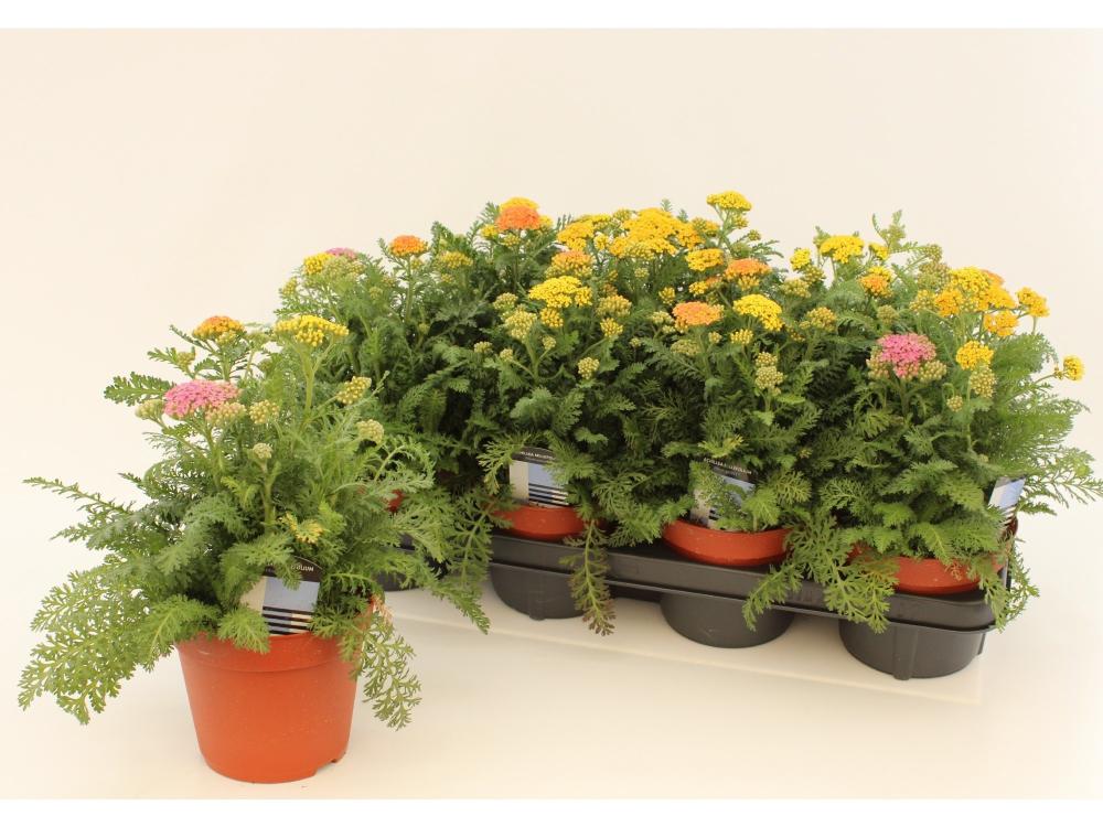 Achillea