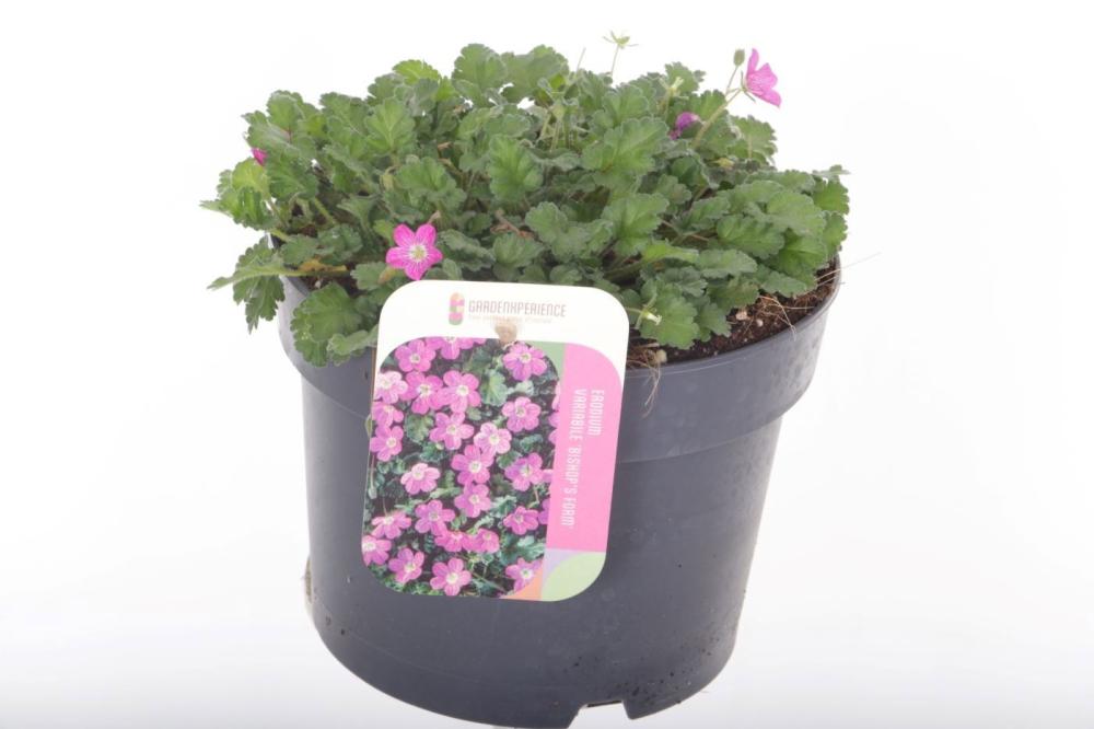 Erodium