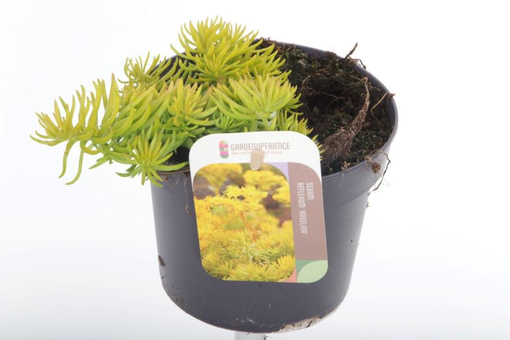 sedum