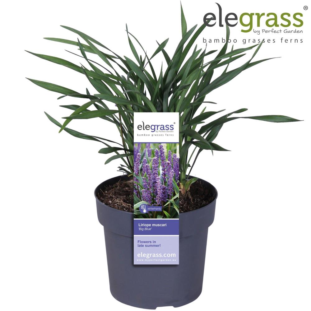 Liriope