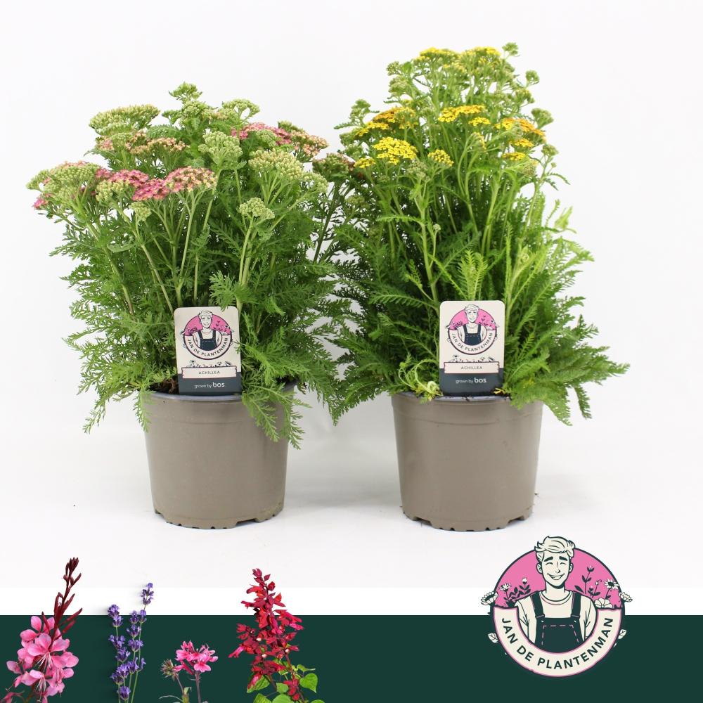 Achillea