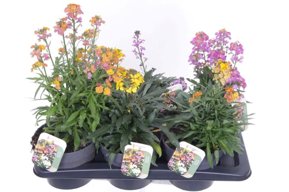 Erysimum