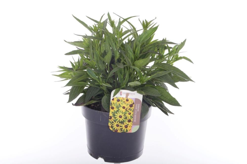 Rudbeckia