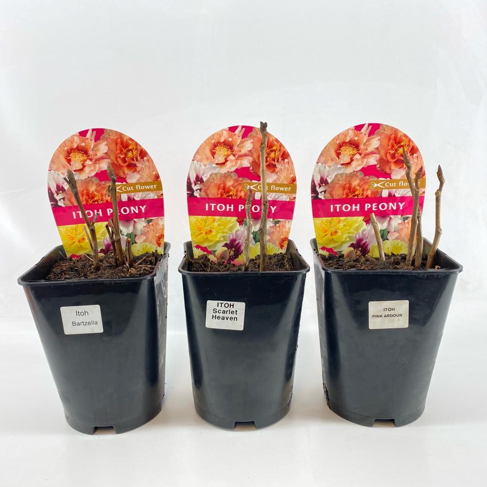Paeonia itoh