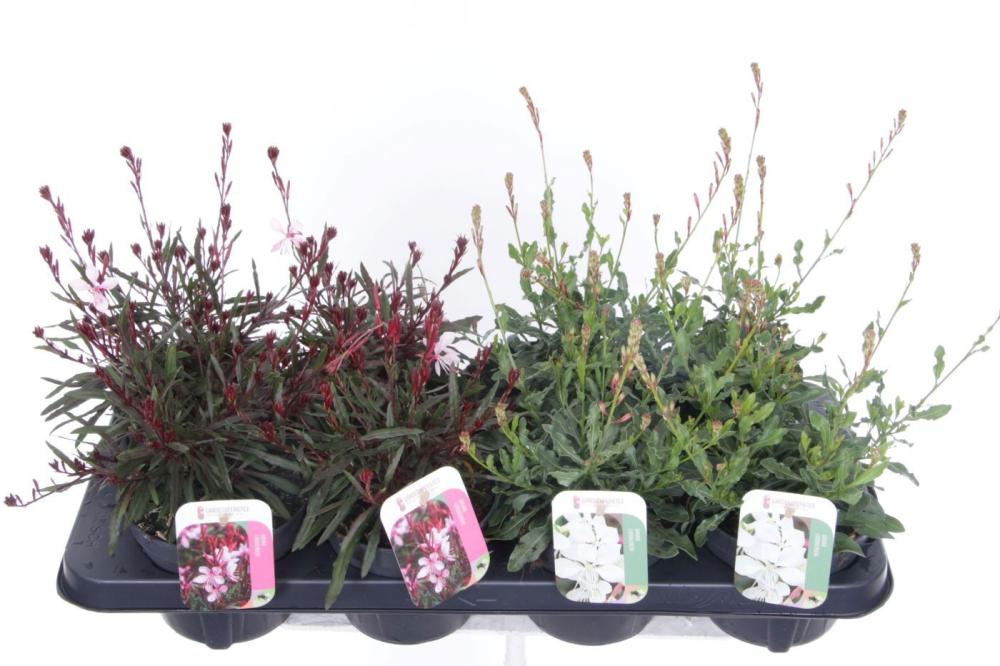Gaura