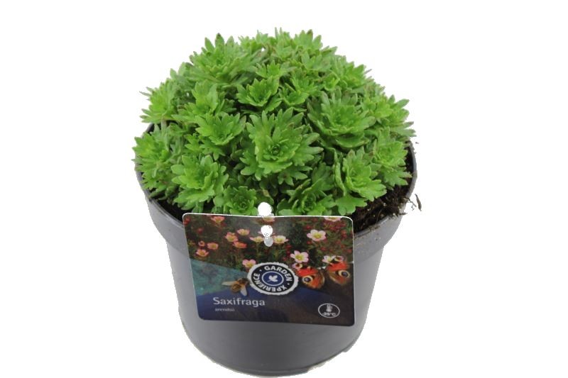 Saxifraga