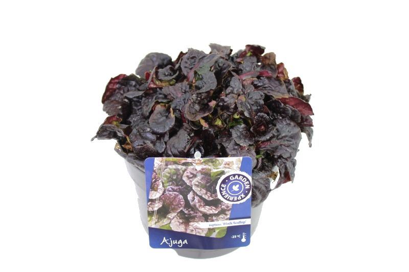 Ajuga