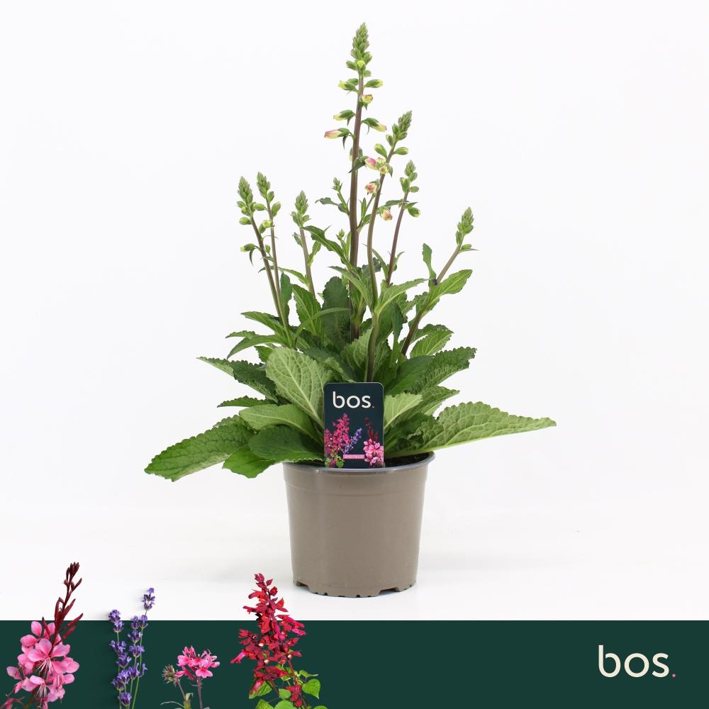 Digitalis