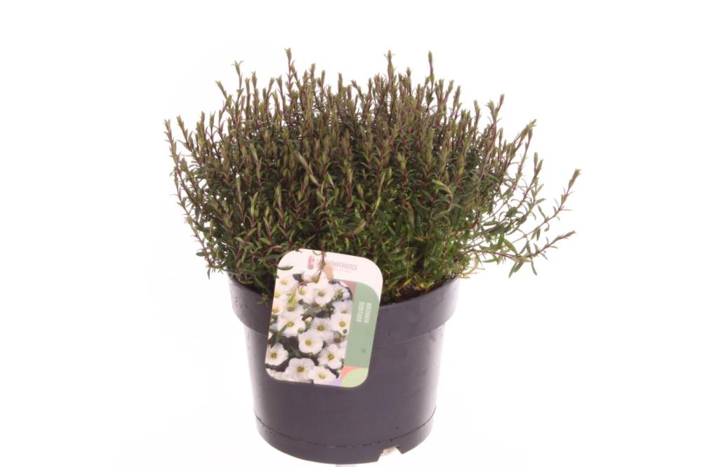 Arenaria