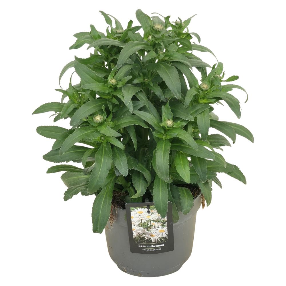 Leucanthemum