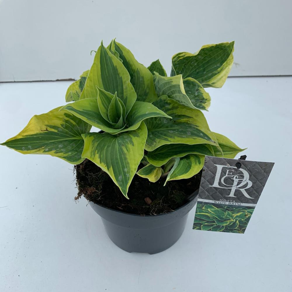 Hosta