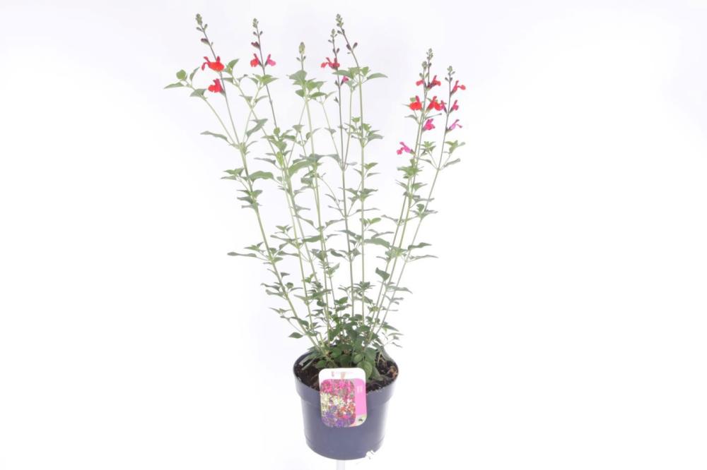 Salvia
