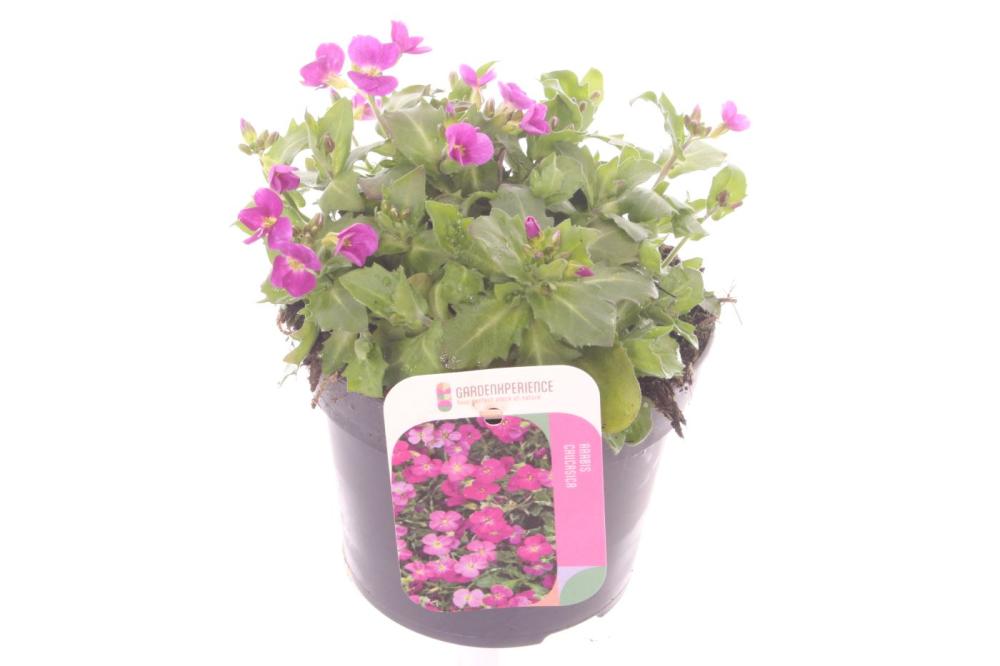 Arabis