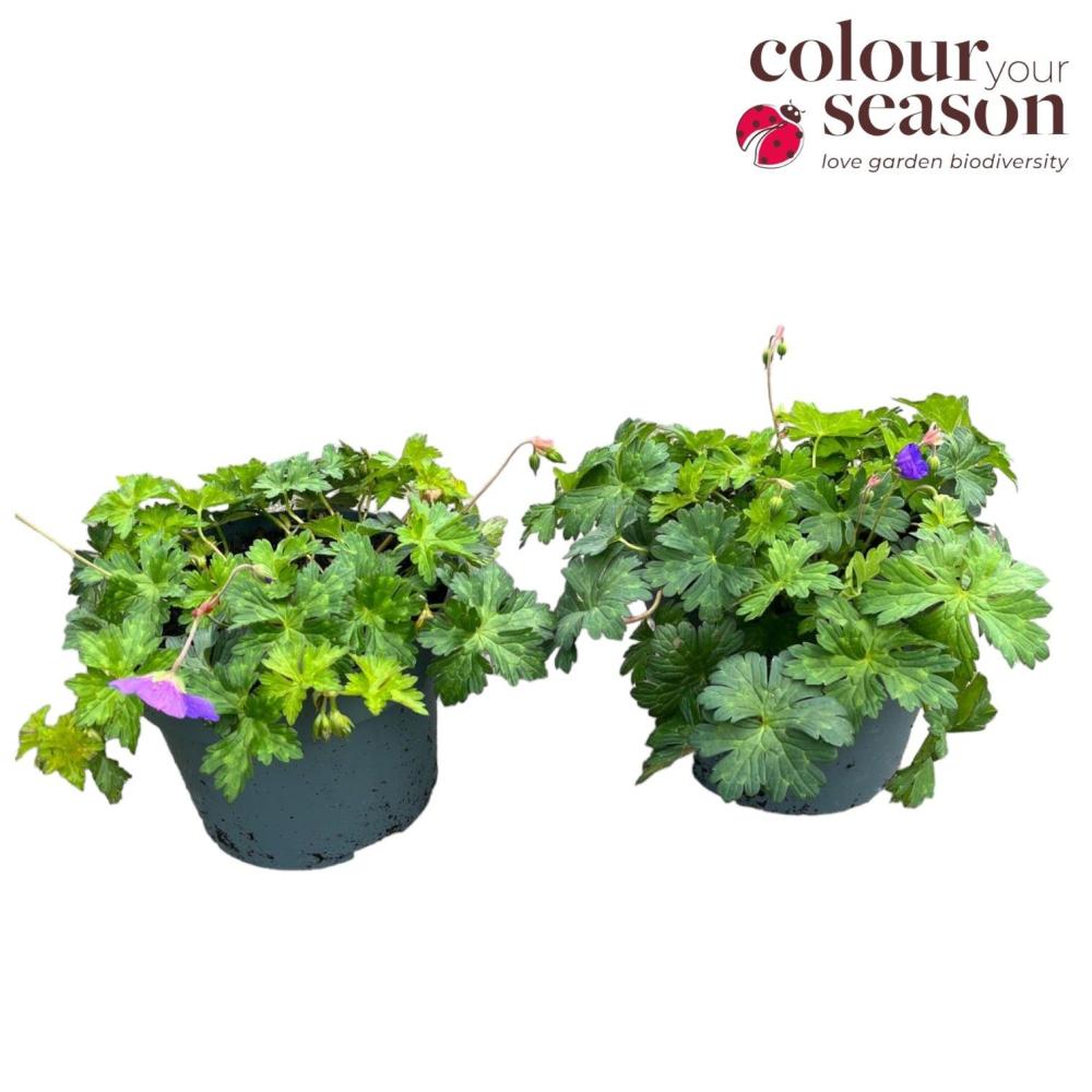 Geranium vivace