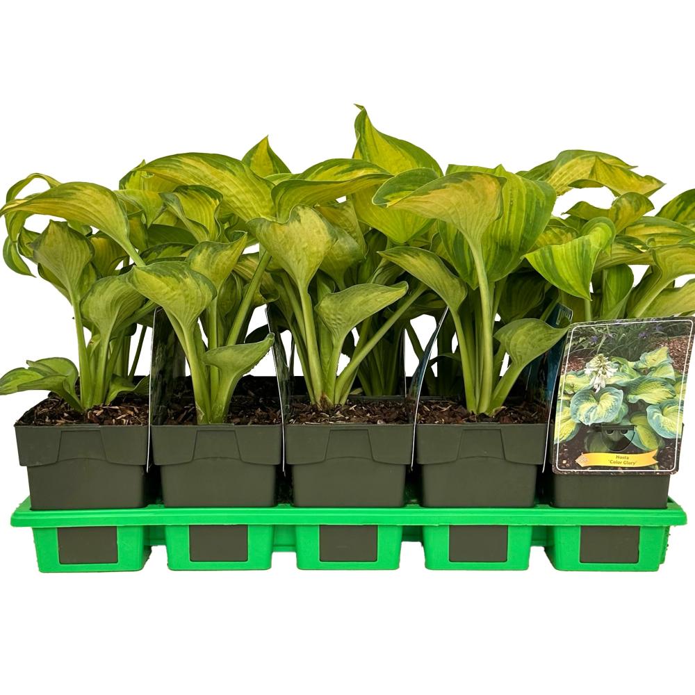 Hosta