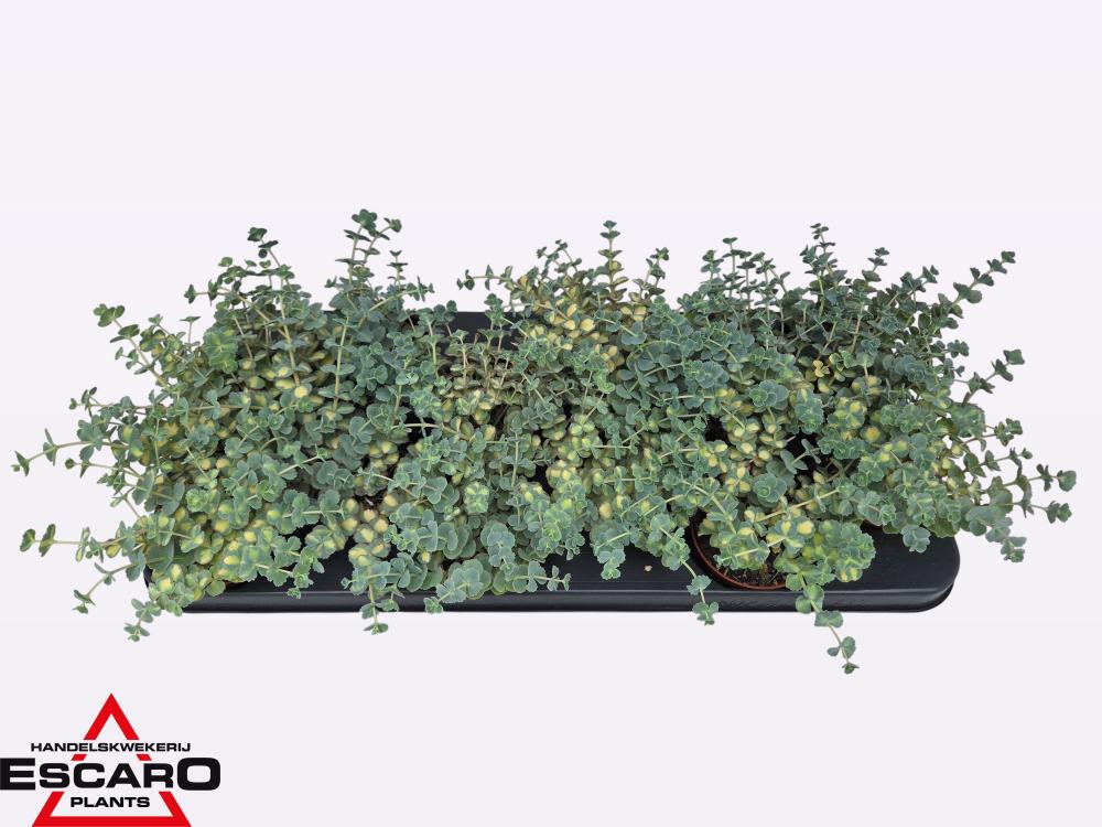sedum