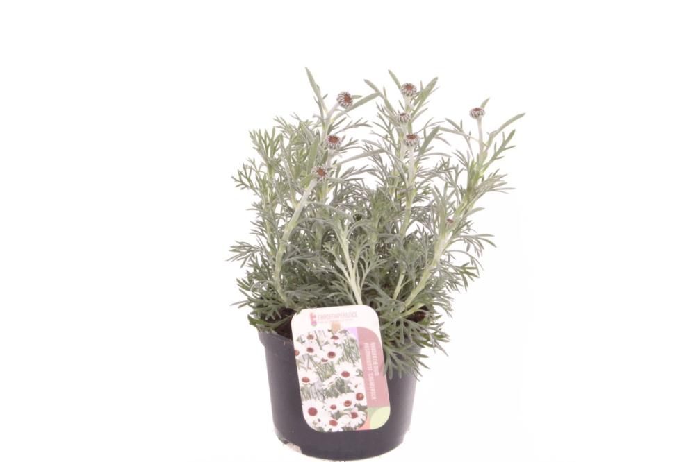 Rhodanthemum