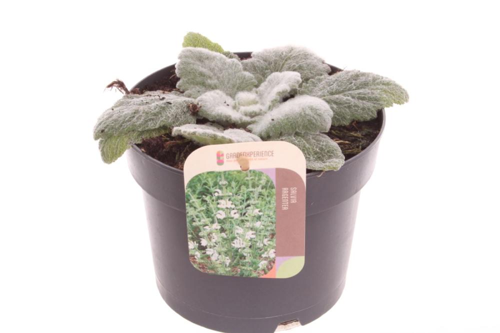 Salvia