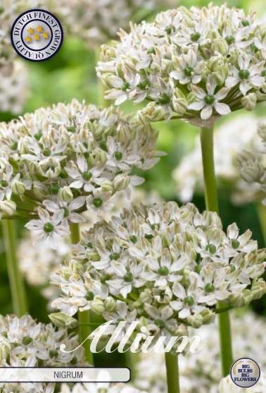 Allium