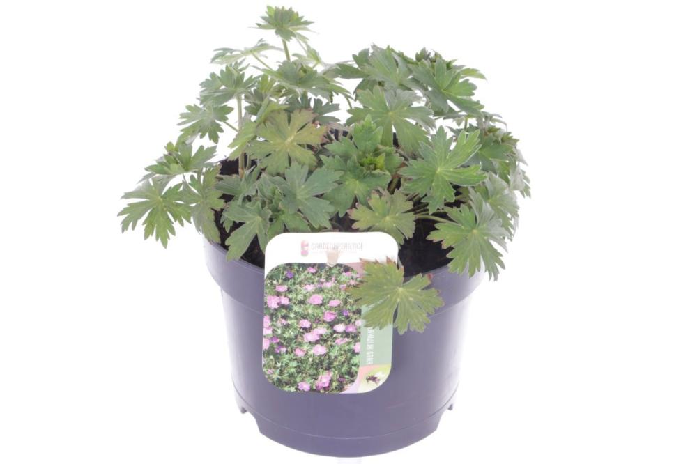 Geranium
