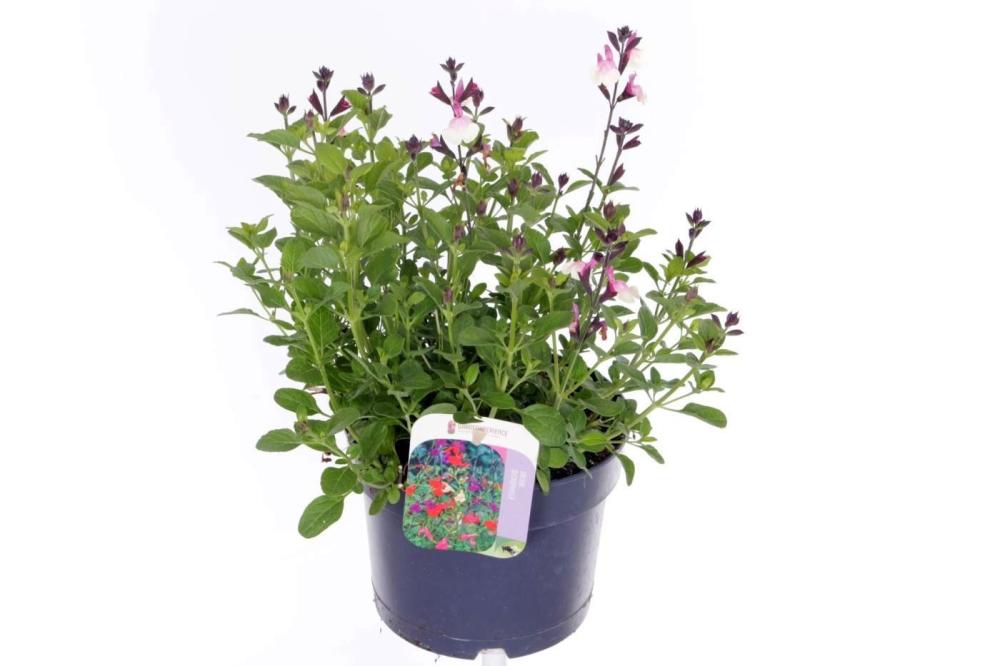 Salvia